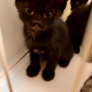 生後1ヶ月前後の子猫（女の子）