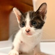 生後1ヶ月前後の子猫（男の子）