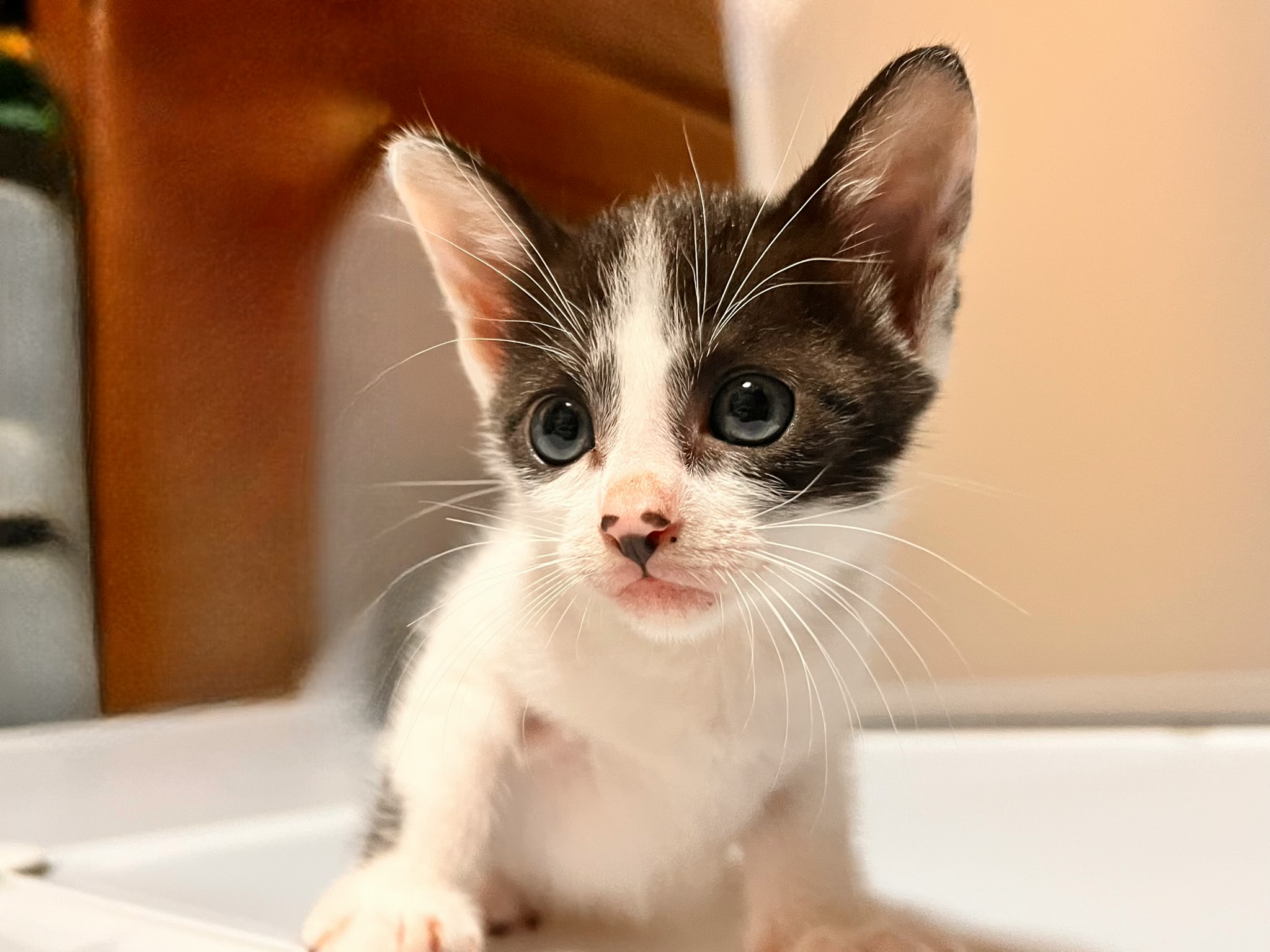 生後1ヶ月前後の子猫（男の子）