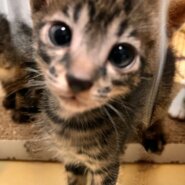 生後1ヶ月前後の子猫（男の子）