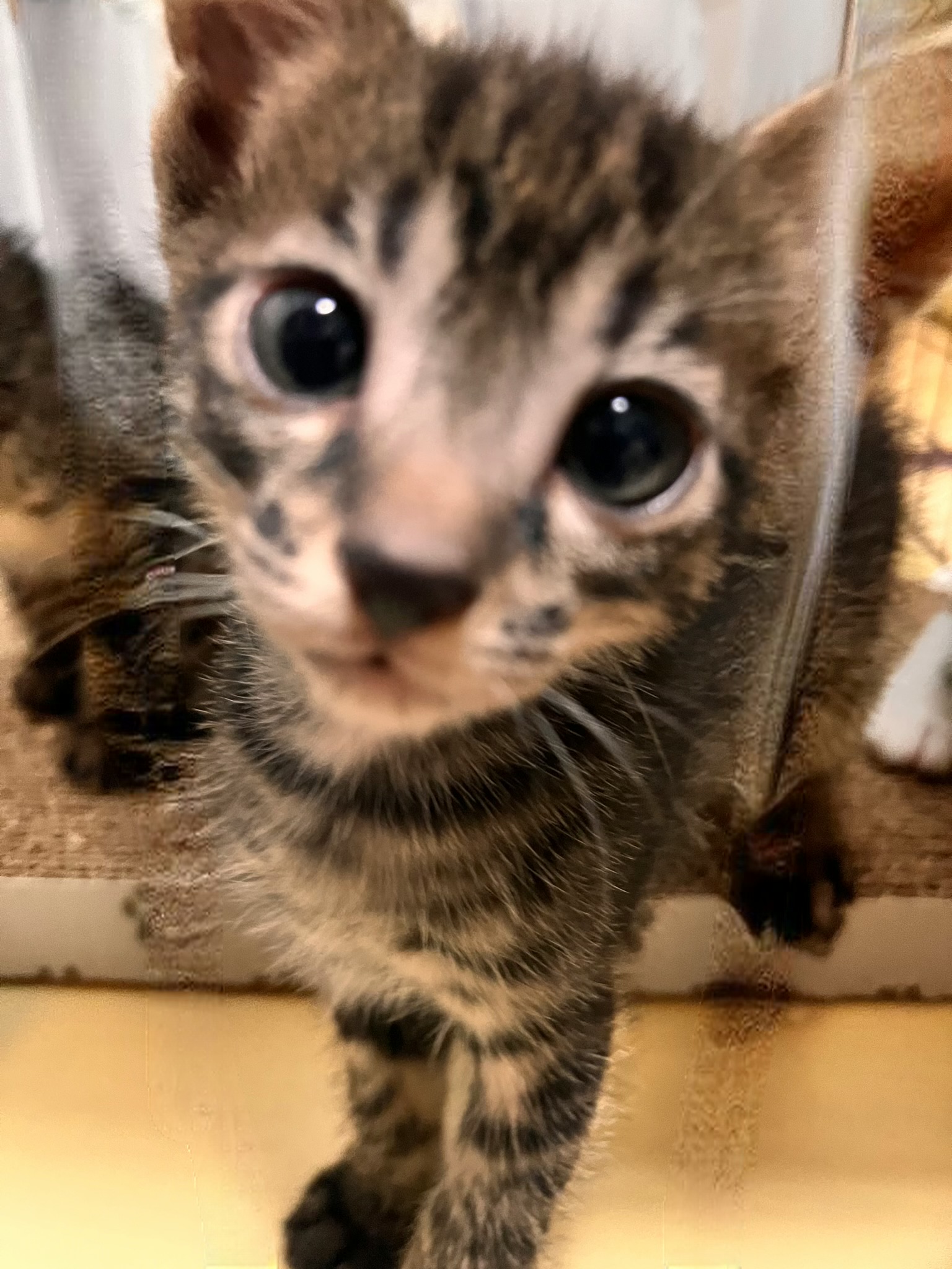 生後1ヶ月前後の子猫（男の子）
