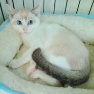 ⭐️8月3日参加猫⭐️大阪府堺市⭐️とろろ⭐️シャムトラ⭐️3ヶ月の男の子