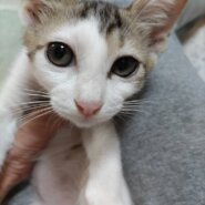 ⭐️8月3日参加猫⭐️大阪府堺市⭐️ナント⭐️3ヶ月の男の子