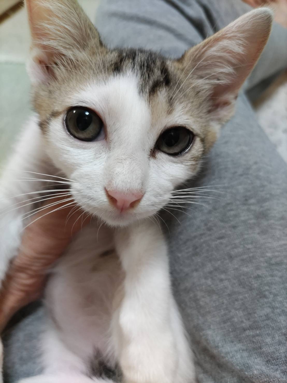 ⭐️8月3日参加猫⭐️大阪府堺市⭐️ナント⭐️3ヶ月の男の子