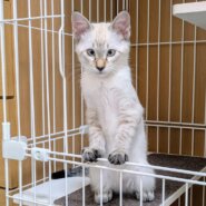 ⭐️8月3日参加猫⭐️ポッキー⭐️3ヶ月の男の子