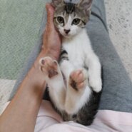 ⭐️8月3日参加猫⭐️大阪府堺市⭐️カナル⭐️3ヶ月の女の子