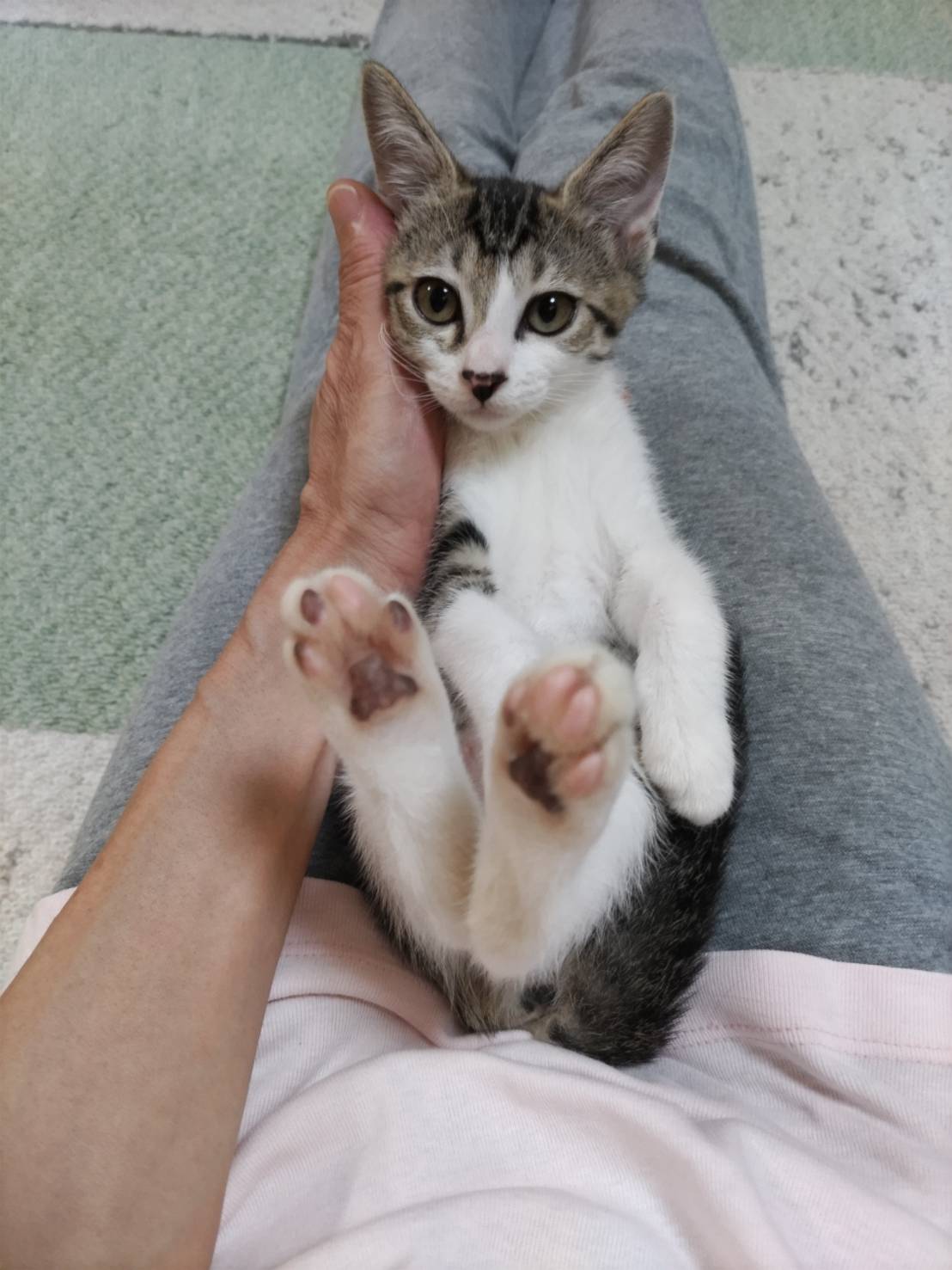 ⭐️8月3日参加猫⭐️大阪府堺市⭐️カナル⭐️3ヶ月の女の子