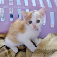 ⭐️8月3日参加猫⭐️大阪府堺市⭐️コバ⭐️2ヶ月
