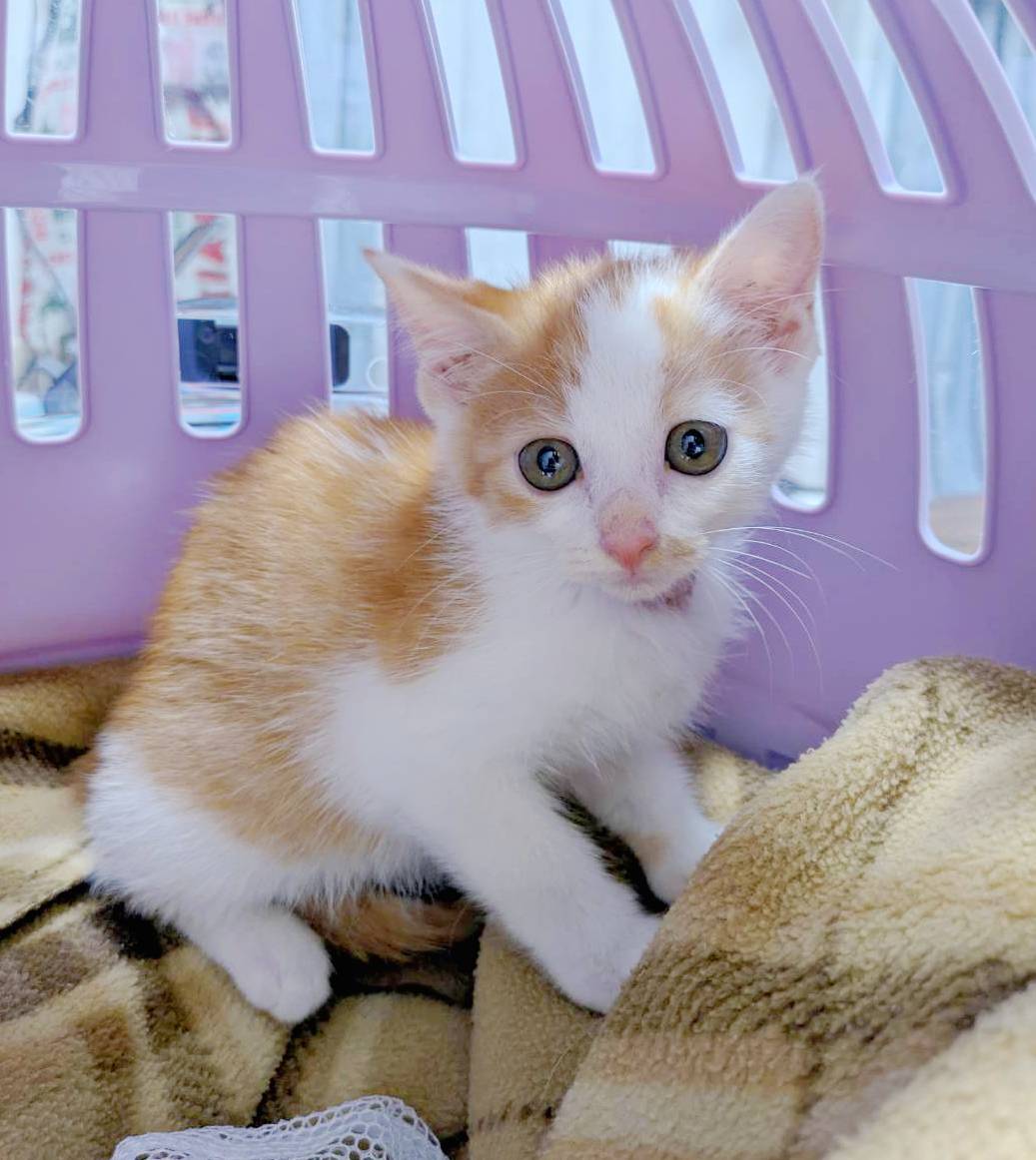 ⭐️8月3日参加猫⭐️大阪府堺市⭐️コバ⭐️2ヶ月