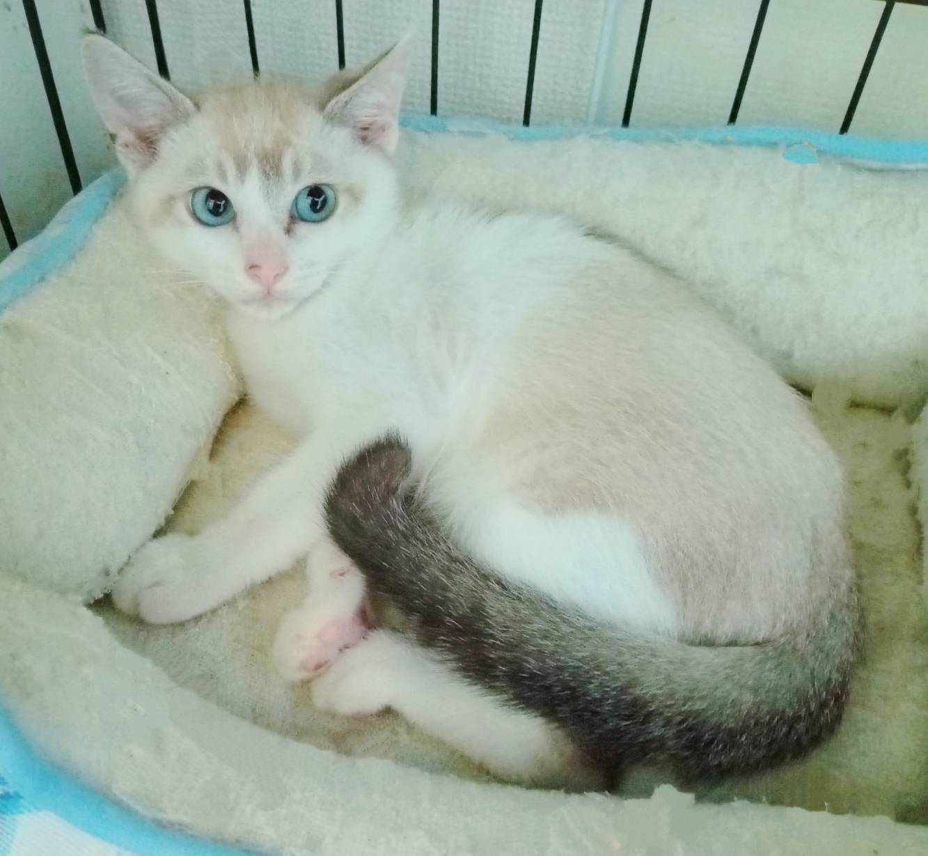 ⭐️8月3日参加猫⭐️大阪府堺市⭐️とろろ⭐️シャムトラ⭐️3ヶ月の男の子