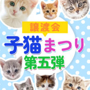 【子猫まつり第5弾】子猫30匹くらい★みよし市