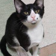 ⭐️9月7日参加猫⭐️ナムル⭐️黒ハチワレ⭐️4ヶ月の男の子