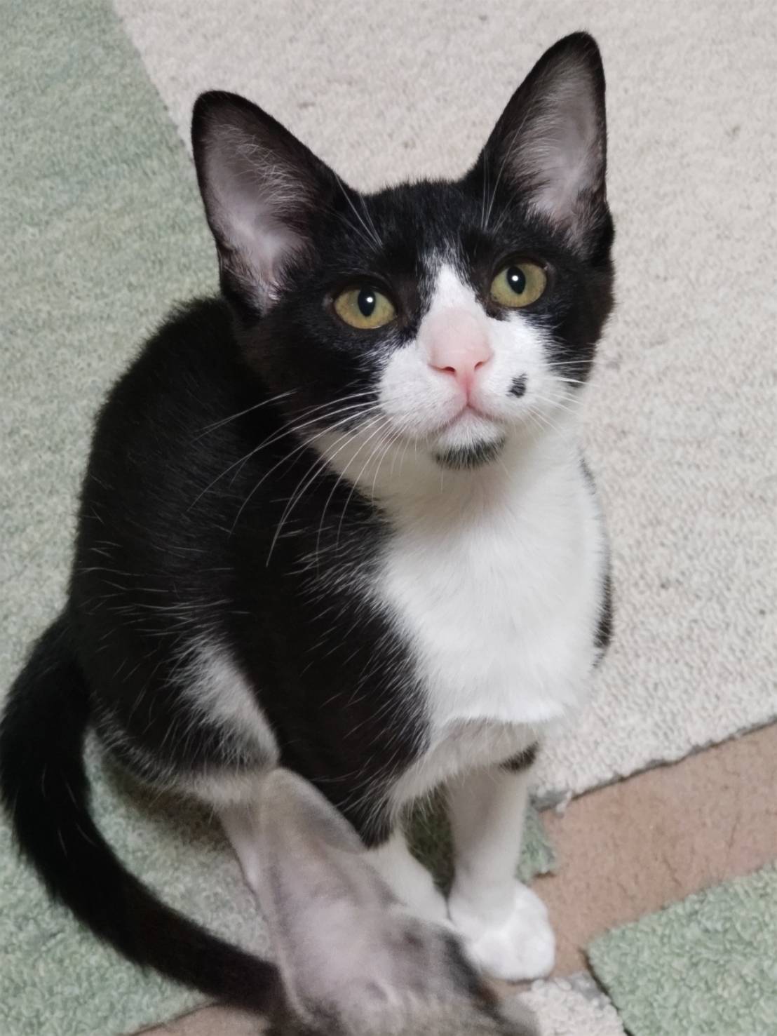 ⭐️9月7日参加猫⭐️ナムル⭐️黒ハチワレ⭐️4ヶ月の男の子