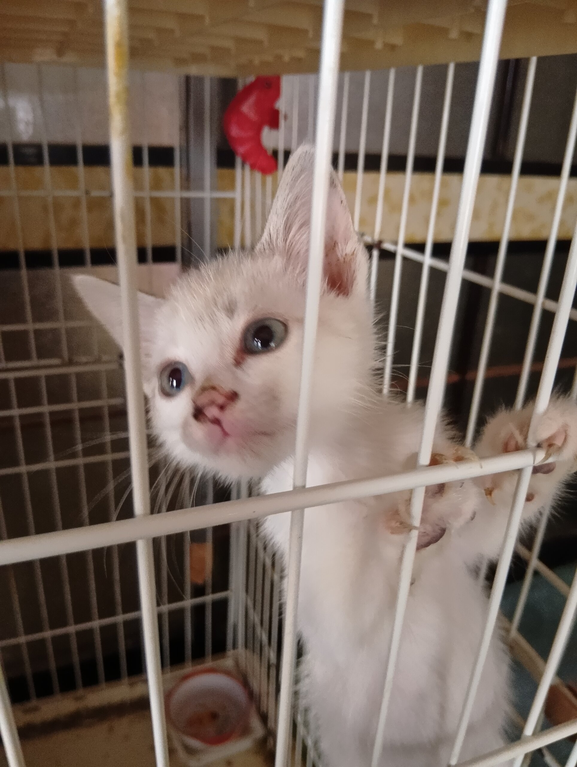 生後1ヶ月半の子猫