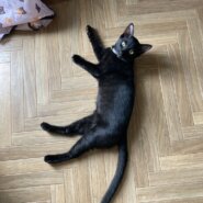 見た目とは真逆の超甘えん坊黒猫くん✨
