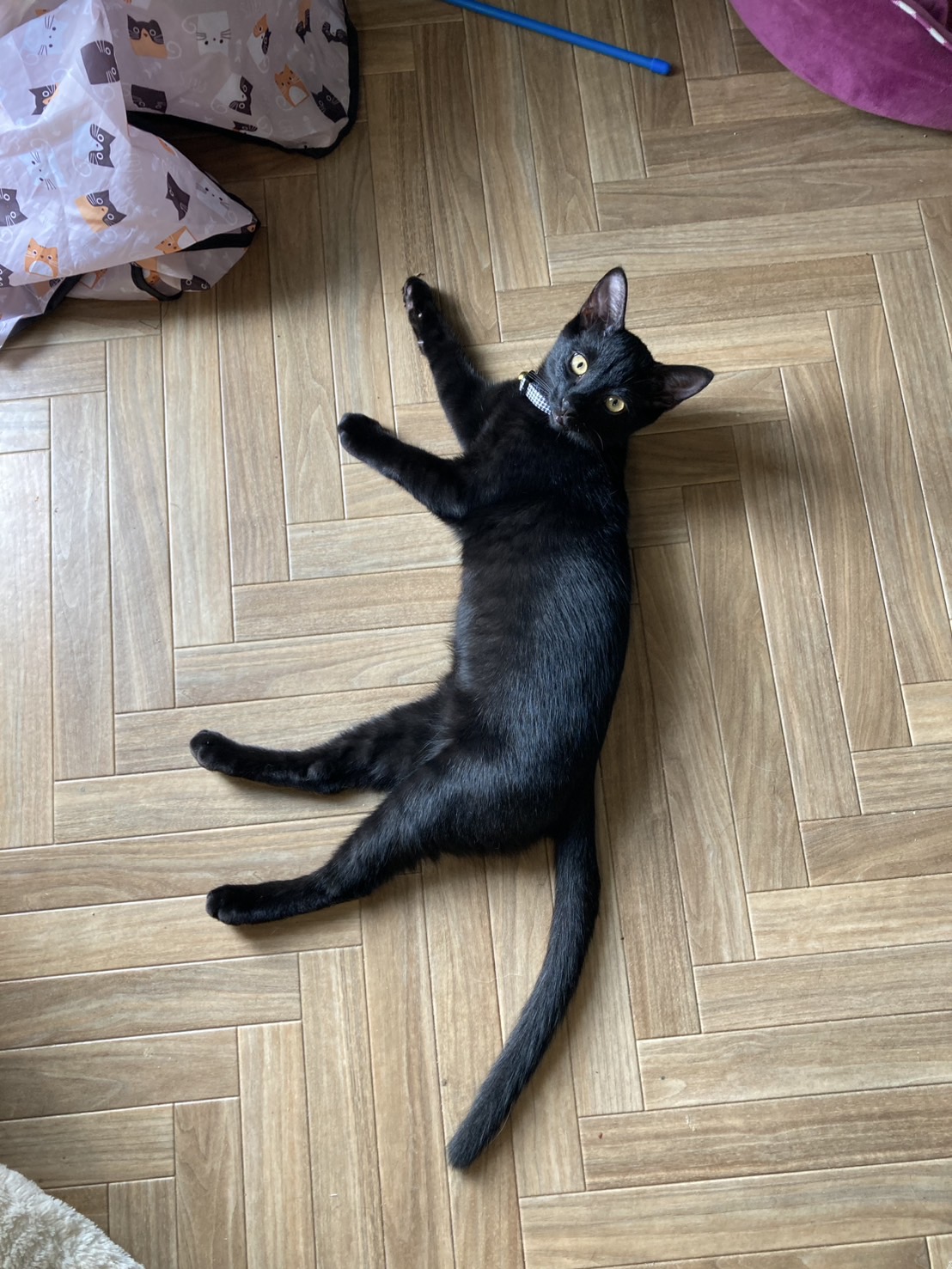 見た目とは真逆の超甘えん坊黒猫くん✨