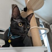 甘えん坊の黒猫くん✨