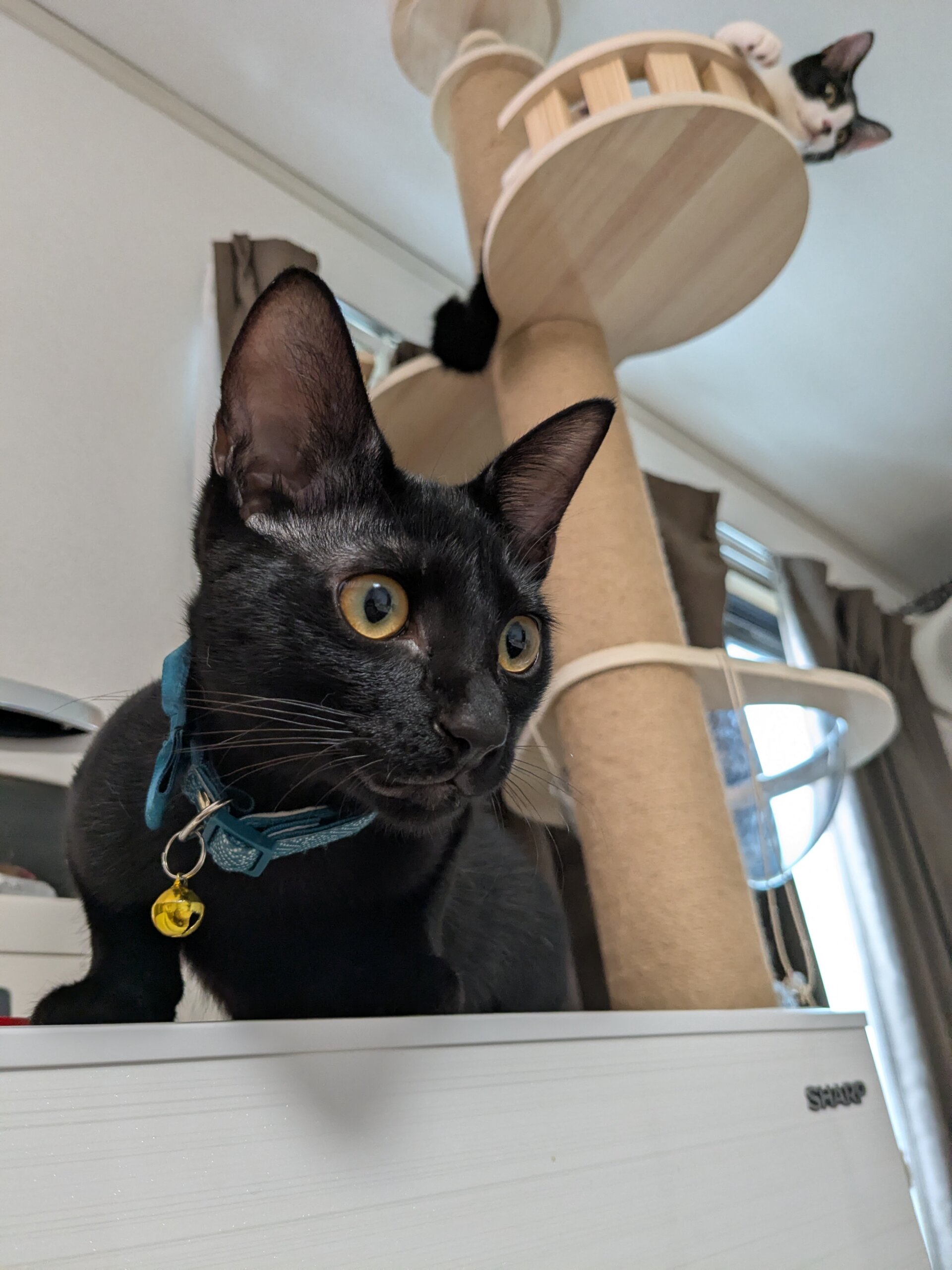 甘えん坊の黒猫くん✨