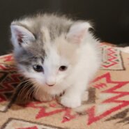 三毛猫（女の子）生後1ヶ月