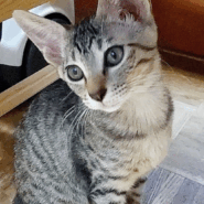 人馴れしています オリーブちゃん
