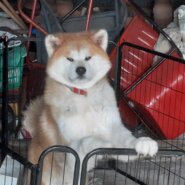 8月15日で1歳になった秋田犬の雄です