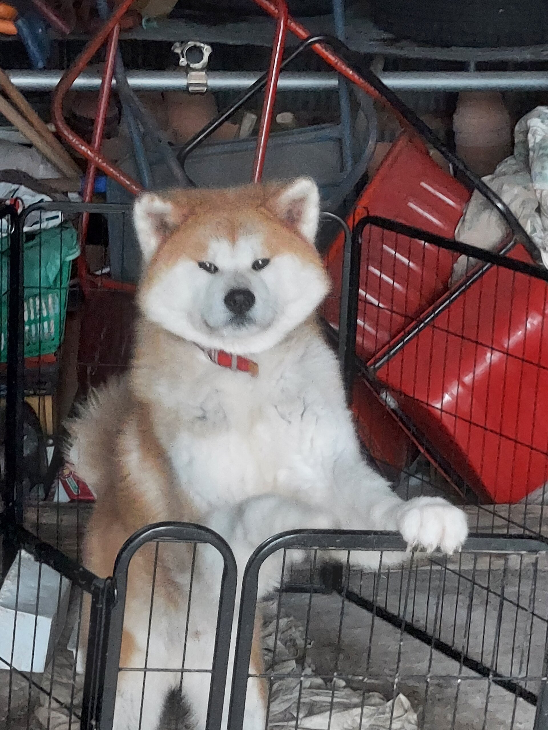 8月15日で1歳になった秋田犬の雄です