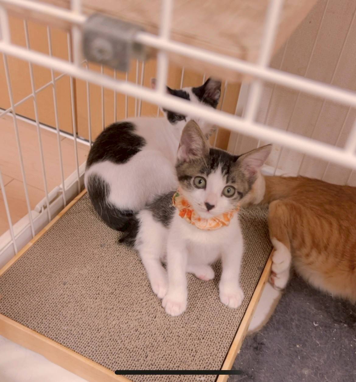 in名古屋市☆子猫祭り☆保護猫達をオウチに迎えよう☆2025年8月10日（日）～ 非営利団体「ちーむ にゃいんず」