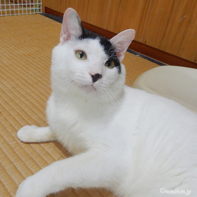甘えん坊な男の子
