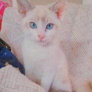 ⭐️9月7日参加猫⭐️大阪府堺市⭐️とろろ⭐️シャムトラ⭐️4ヶ月の男の子