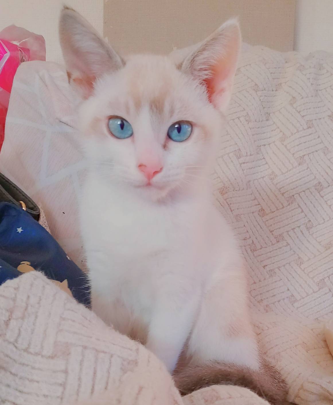 ⭐️9月7日参加猫⭐️大阪府堺市⭐️とろろ⭐️シャムトラ⭐️4ヶ月の男の子