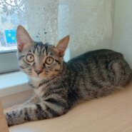⭐️9月7日参加猫⭐️ミッキー⭐️4ヶ月の男の子