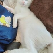 ⭐️9月7日参加猫⭐️ウニちゃん⭐️4ヶ月の女の子