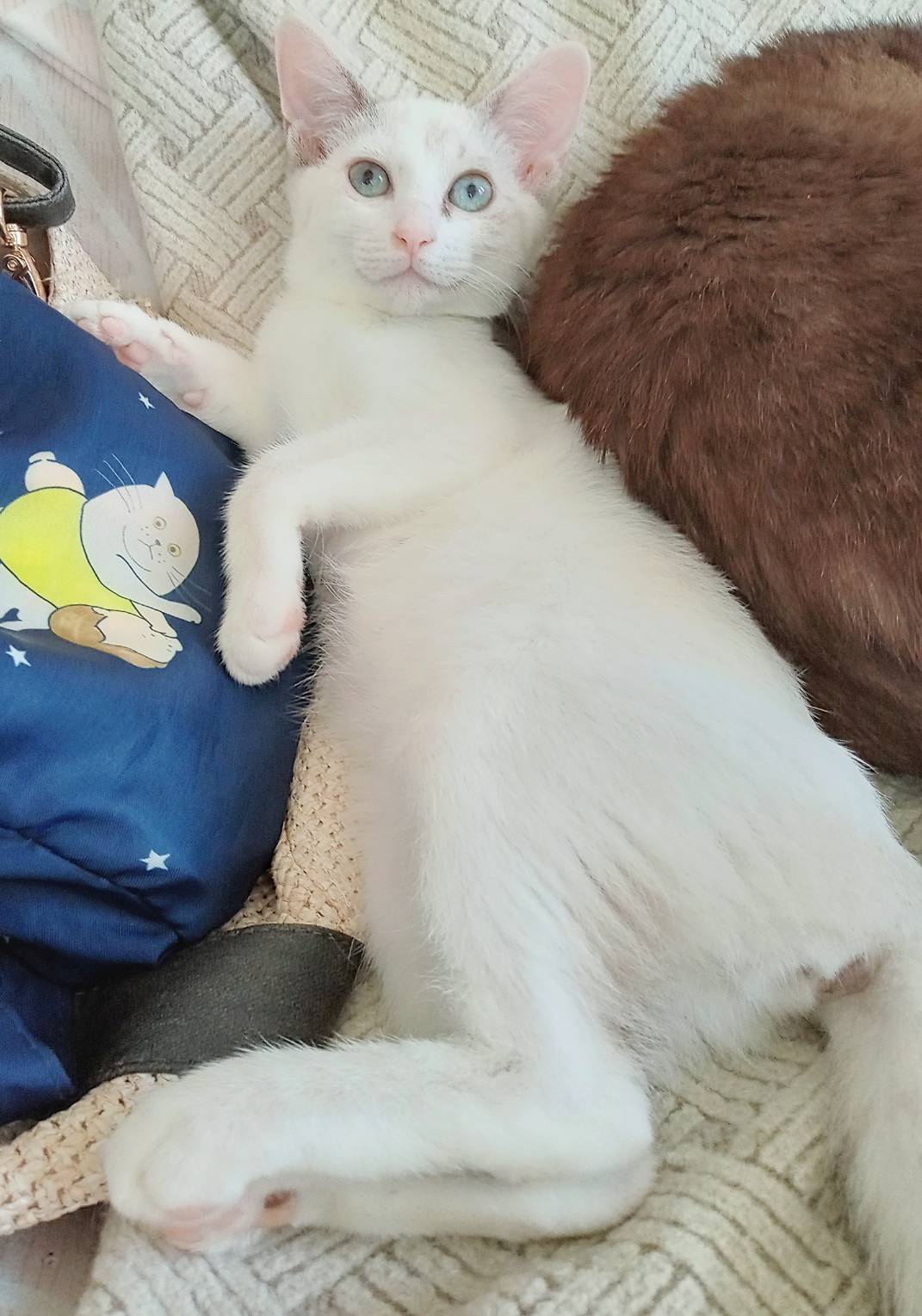 ⭐️9月7日参加猫⭐️ウニちゃん⭐️4ヶ月の女の子