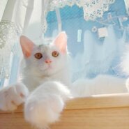 ⭐️9月7日参加猫⭐️マロニー⭐️4ヶ月の男の子