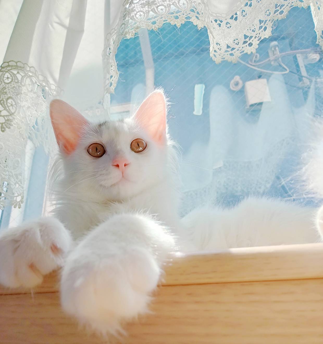 ⭐️9月7日参加猫⭐️マロニー⭐️4ヶ月の男の子