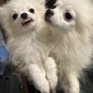 ポメラニアン子犬