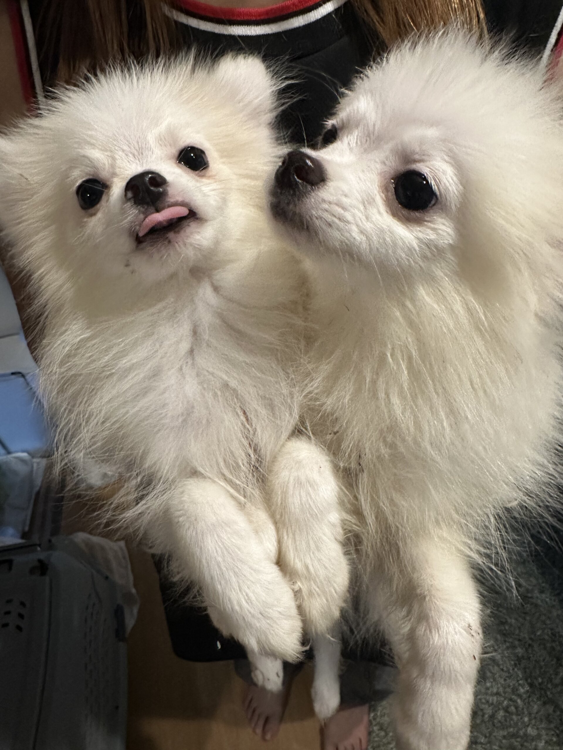 ポメラニアン子犬
