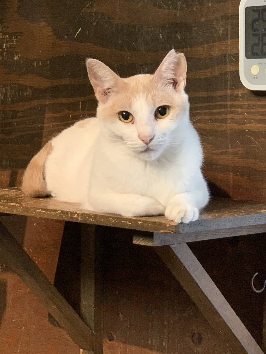 ⭐️9月７日参加猫⭐️大阪府堺市⭐️水玉⭐️白三毛⭐️２歳の女の子