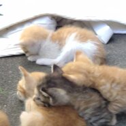 びっくり７匹の子猫