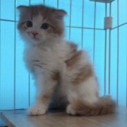 耳垂れスコティッシュ子猫
