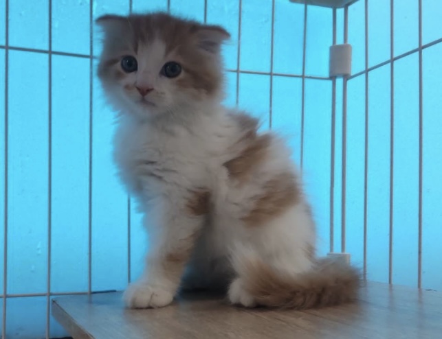 耳垂れスコティッシュ子猫
