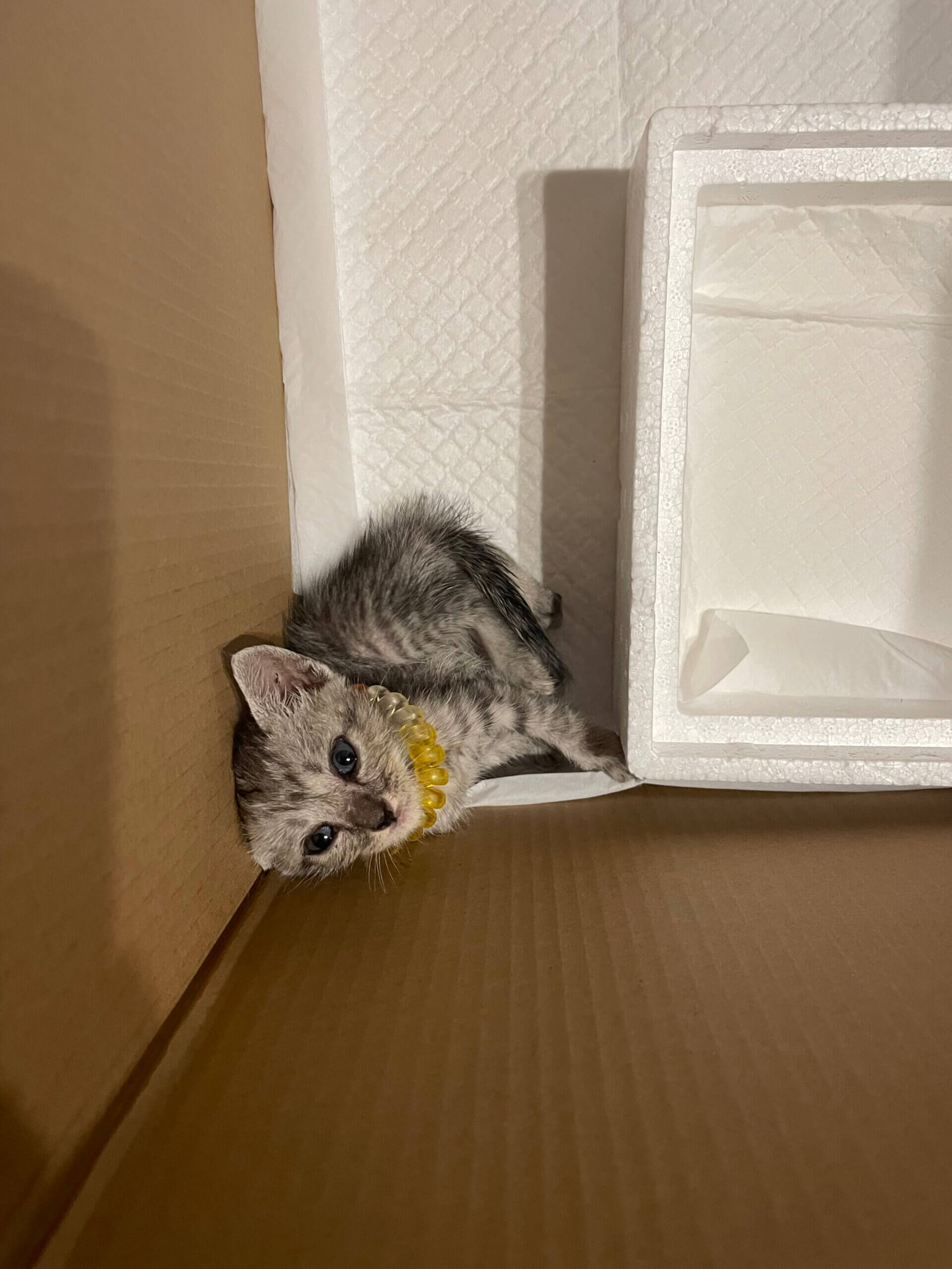 家族になってくれる方募集中！