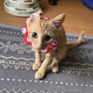 茶トラの子猫　里親募集