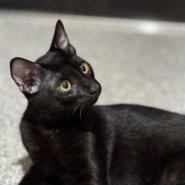 おっとりマイペース 抱っこもなでなでも大好きな黒猫の男の子