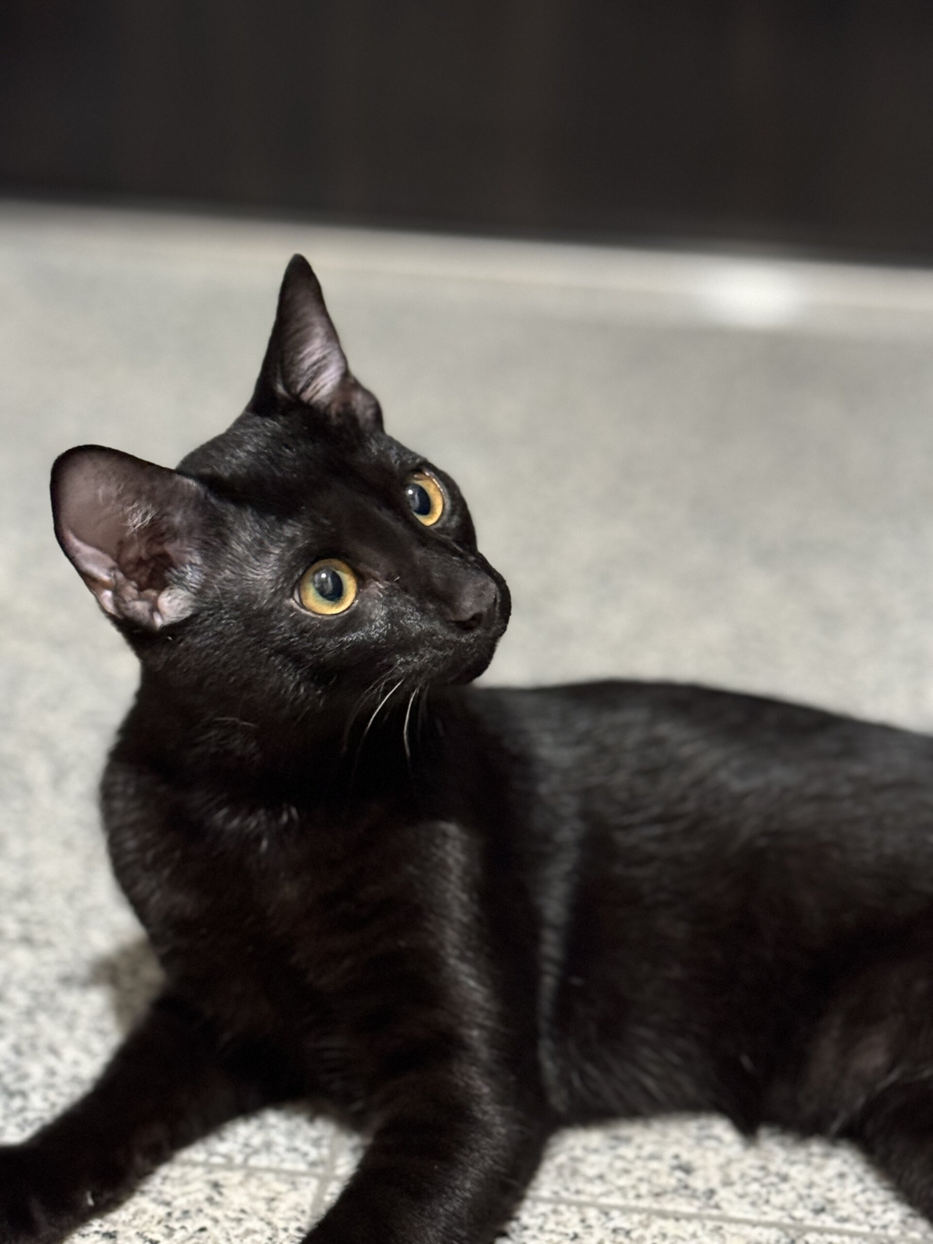おっとりマイペース 抱っこもなでなでも大好きな黒猫の男の子