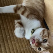 多頭飼育崩壊から里親募集！茶助君
