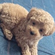 トイプードル子犬