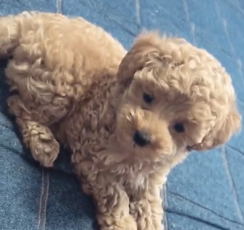 トイプードル子犬