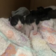 [基本無料][個体識別仮名]ハチワレ1号(母猫超美猫、写真4〜5枚目)