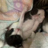 [基本無料&室内出産][個体識別仮名]ハチワレ2号(母猫超美猫、写真4〜5枚目)